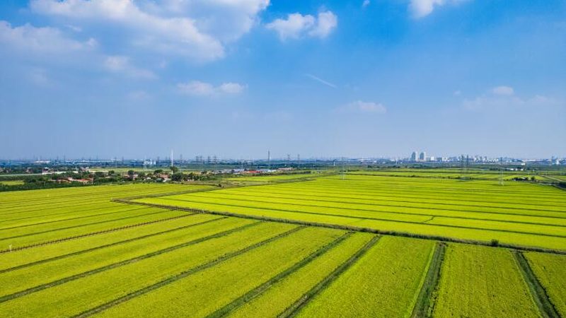 阳台种菜光照不足怎么办？五大解决方案助你打造绿色小菜园