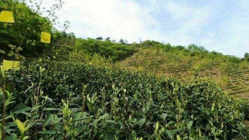 山东粮食种植公司，如何挑选可靠之选？**