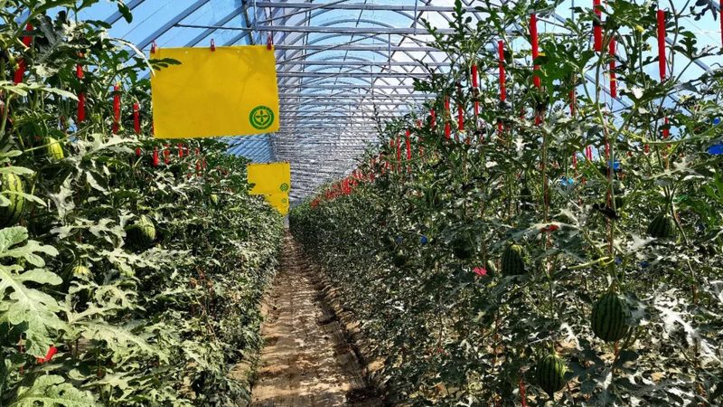 农产品配送收费标准规范：揭秘合理定价的奥秘