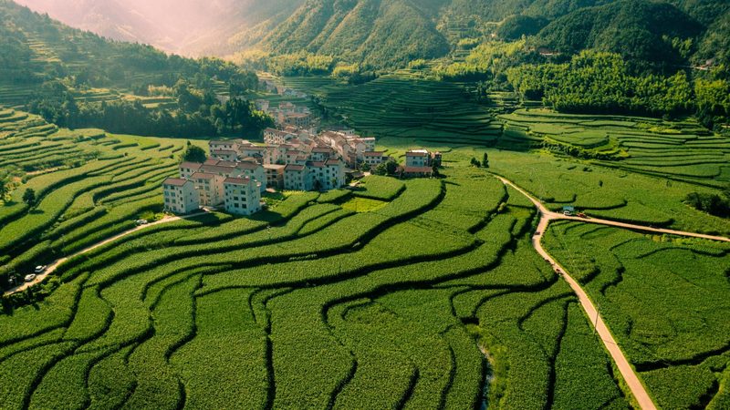 无公害蔬菜种植技术标准：守护舌尖上的安全