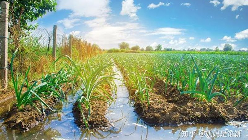北京蔬菜批发市场：探寻背后的产业生态**