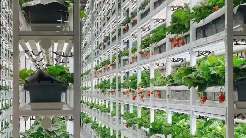 绿色食品批发市场货源：如何选择优质绿色食品
